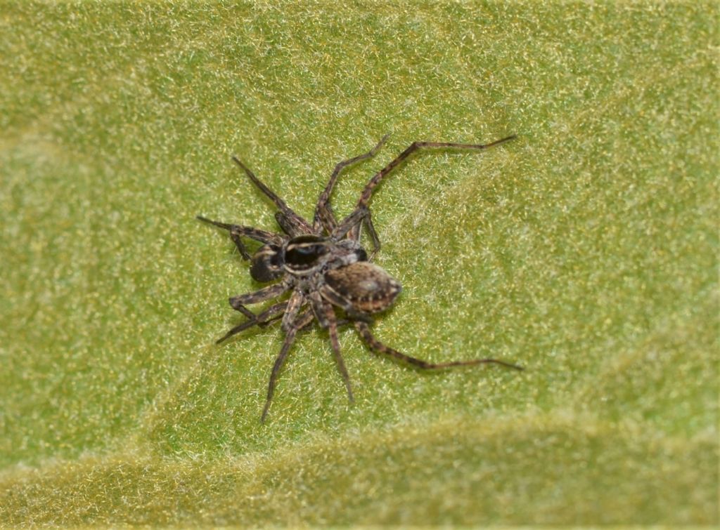 Lycosidae: cfr. Pardosa sp. - Grosseto